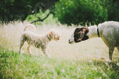 Dog and goat face to face on grassy field