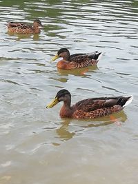 View of mallard duck swimming on lake