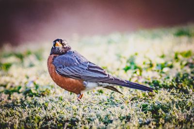 Close-up of a bird perching on a field