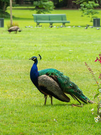 Mallard duck on a field