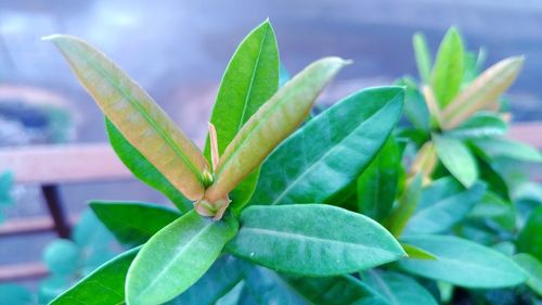 Close-up of green leaves on plant