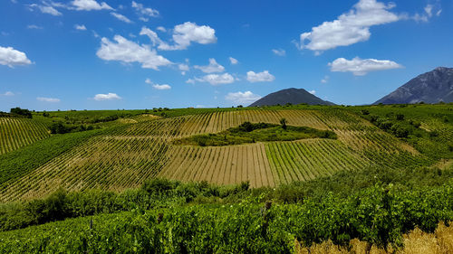 Scenic view of agricultural field against sky