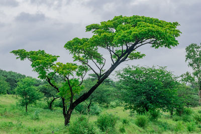 Tree against sky