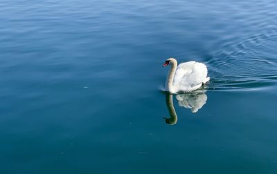 High angle view of swan swimming in lake