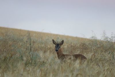 Portrait of horse on field