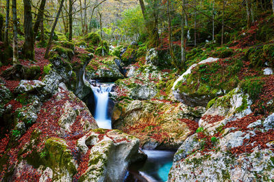 View of waterfall in forest