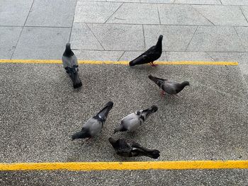High angle view of pigeons on road