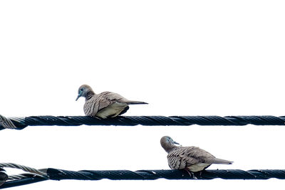 Low angle view of pigeons perching