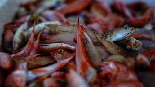 Close-up of fresh fish for sale