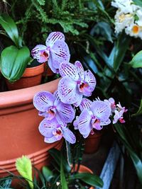 Close-up of purple flowering plant