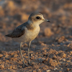 Close-up of a bird looking away