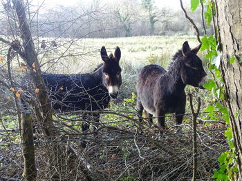 Horses in a field