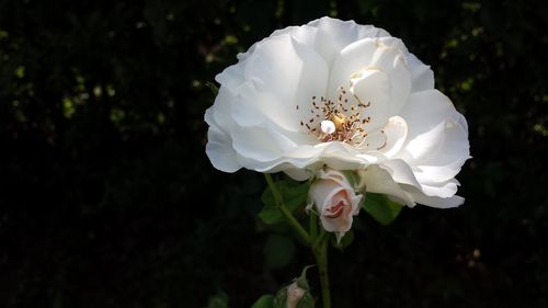 Close-up of white rose