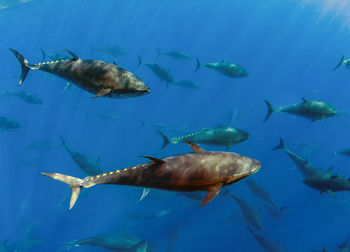 Atlantic bluefin tuna 