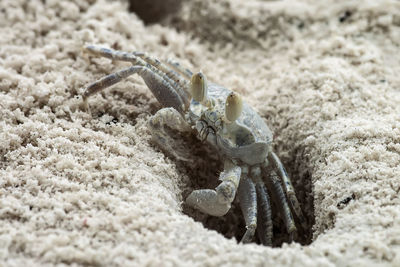 Close-up of crab on beach