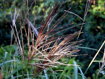 Close-up of grass on field