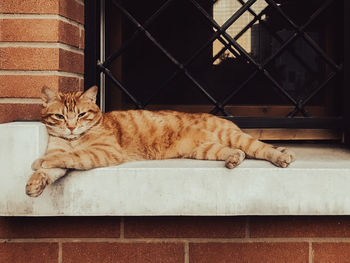 Portrait of cat resting