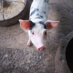 High angle portrait of a rabbit