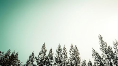 Low angle view of trees against clear sky