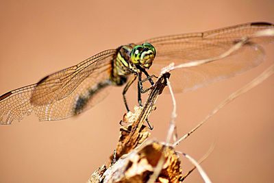 Close-up of damselfly on leaf