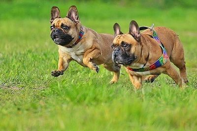 Dog on grassy field