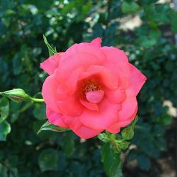 Close-up of pink rose blooming outdoors