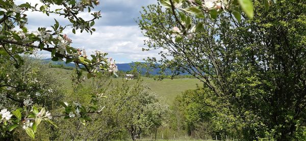 Plants growing on field against sky