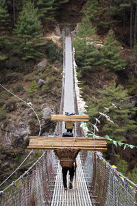 Footbridge in forest