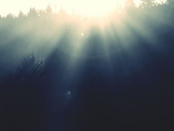 Sun shining through trees