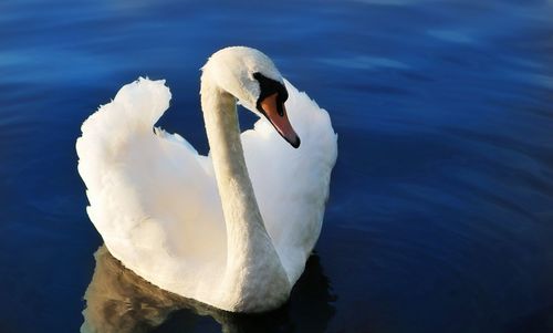 Close-up of swan swimming in lake