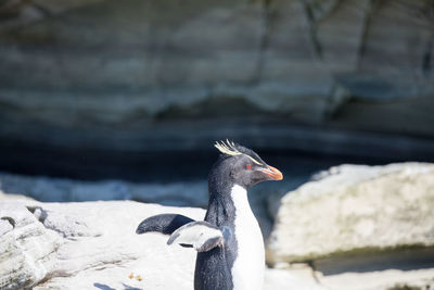 Close-up of penguin on field