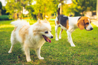 View of dogs on field