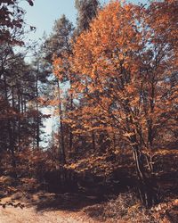 Trees in forest during autumn