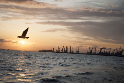 Silhouette birds flying over sea against sky during sunset