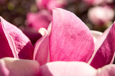 Close-up of pink rose flower