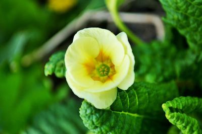 Close-up of yellow flower