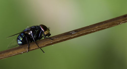 Close-up of fly