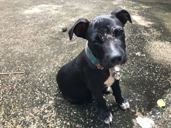 High angle portrait of black dog