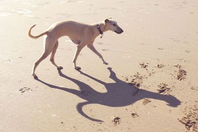 Dog standing on sand