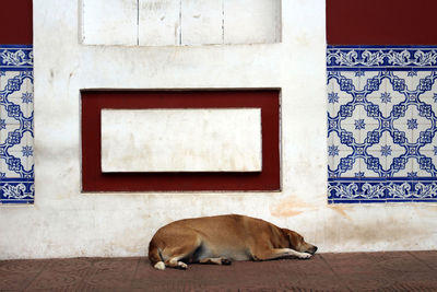 Dog relaxing on tiled floor