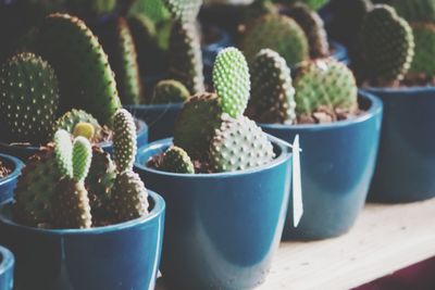 Close-up of cactus in pot