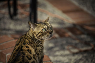 Close-up of a cat looking away