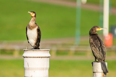 Bird perching on wooden post