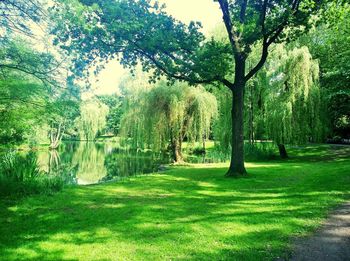 Trees in park against sky