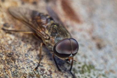 Close-up of insect