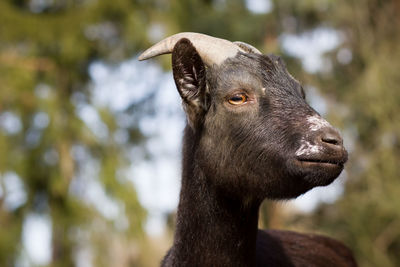 Close-up of goat