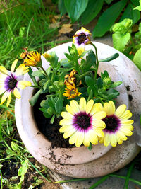 High angle view of flower pot