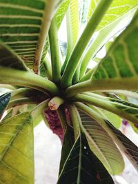 Close-up of fresh green plant