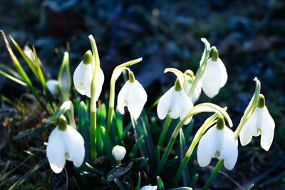 Close-up of white flowers