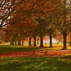 Trees in park